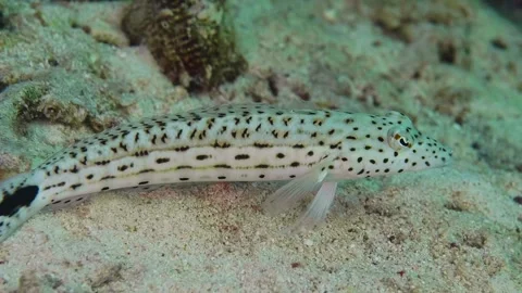 Speckled Sandperch Parapercis pacifica on Sandy Seabed Stock Footage 316692871