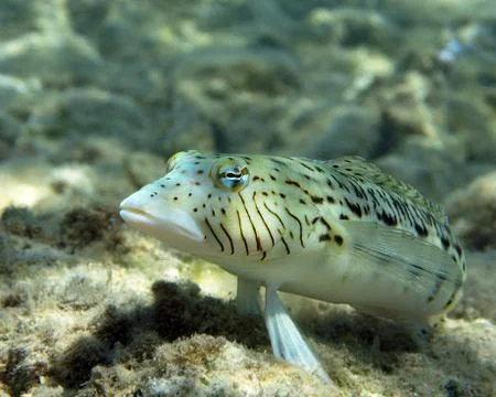 Speckled sandperch Foto stock