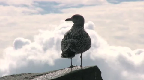 Speckled Seagull standing on a corner stone contrasted against white clouds Stock Footage 56285843