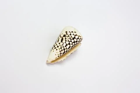 Speckled seashell on white background Stock Photos