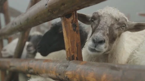 Speckled sheep chewing grass and look put his head through a wooden fence . Stock Footage 64553176
