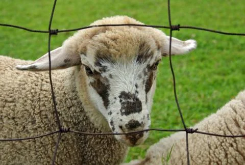 Speckled Sheep Stock Photos