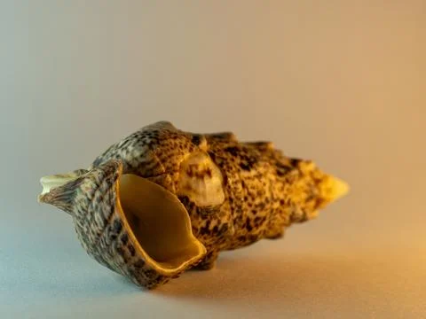 Speckled shell rests softly on neutral surface Stock Photos
