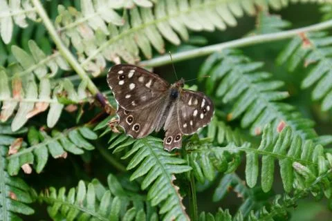 SPECKLED WOOD BUTTERFLY Stock Photos