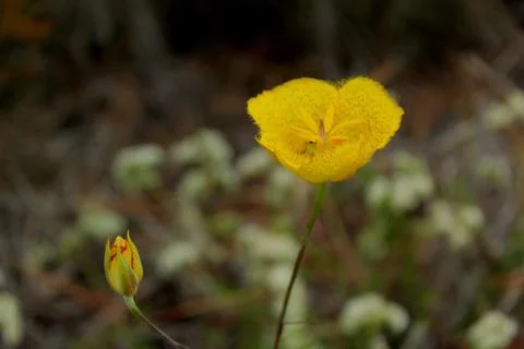 Speckled yellow Stock Photos