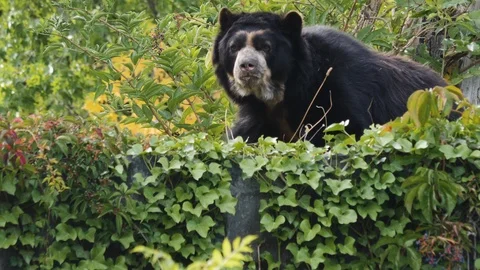 Spectacled bear behind bushes 스톡 동영상 116613554