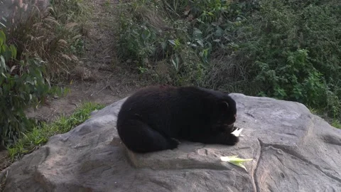 A spectacled bear eating a corn and removing the shell on a large stone in the 库存影片 158303663