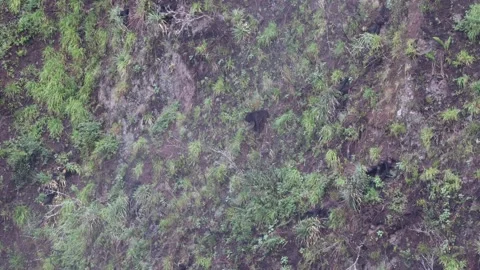 Spectacled Bear feed on mountain slop and walk Stock Footage 297485488