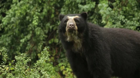 Spectacled bear Stock Footage