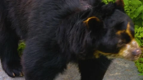 Spectacled bear Stock Footage 139353769