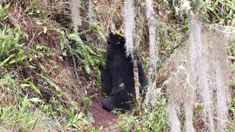 Spectacled Bear lay down on stomach in Andean mountains Video stock 297485494
