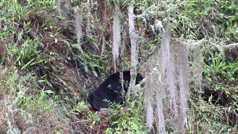 Spectacled Bear looking around Stock Footage 296668799