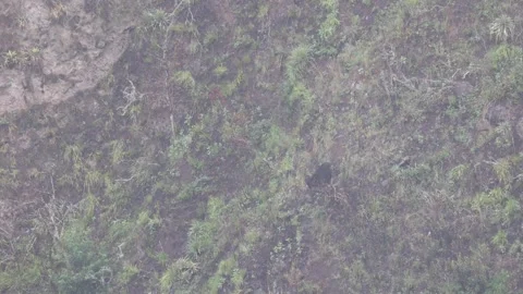 Spectacled Bear move down the andean slope in mist Stock Footage 297485507
