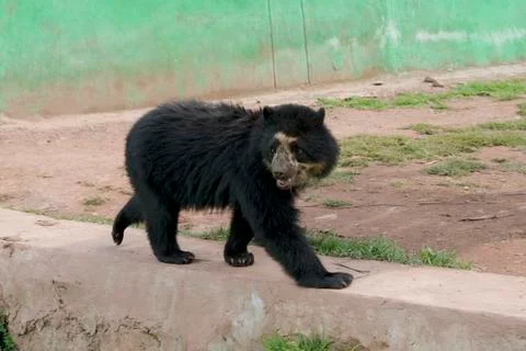 Spectacled Bear Stock Photos