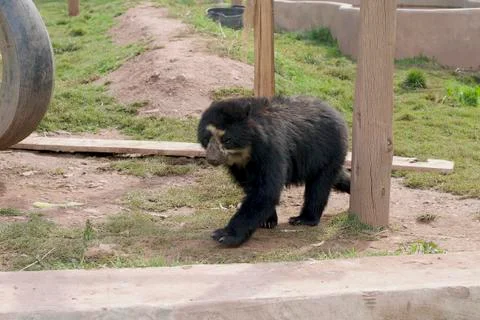 Spectacled Bear Stock Photos