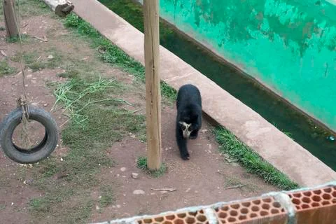 Spectacled Bear Stock Photos