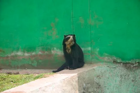 Spectacled Bear Stock Photos
