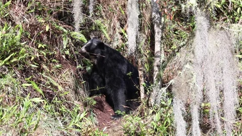 Spectacled Bear resting and looking on the mountain slope Stock Footage 296668803