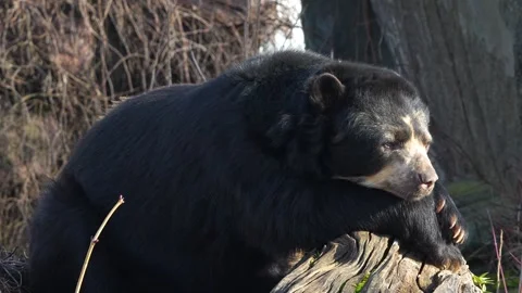 A Spectacled bear resting Stock-Footage 263843277