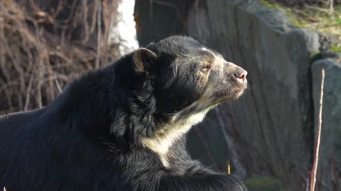 A Spectacled bear resting Stock Footage 263843348