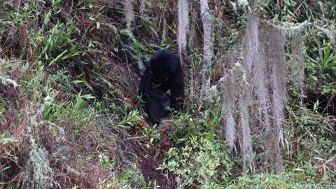 Spectacled Bear sit in steep andean slopes licking fur Stock Footage 296488252