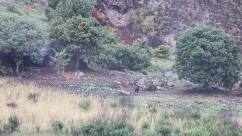 Spectacled Bear walk close to a house on a farm in Andean highland Stock Footage 296488257