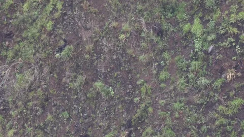 Spectacled Bear walk down andean mountain slope Stock Footage 296488266