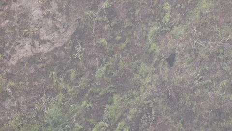 Spectacled Bear walk down slope and stop with mist rolling in Stock Footage 297485542