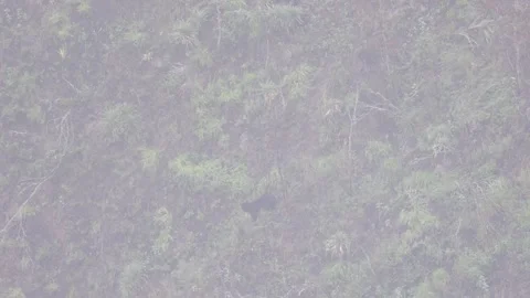 Spectacled Bear walk down steep mountain slope on a misty day Stock Footage 296488261