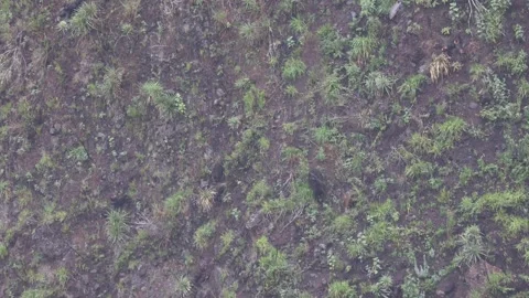 Spectacled Bear walk down steep mountain slope Stock Footage 297485539