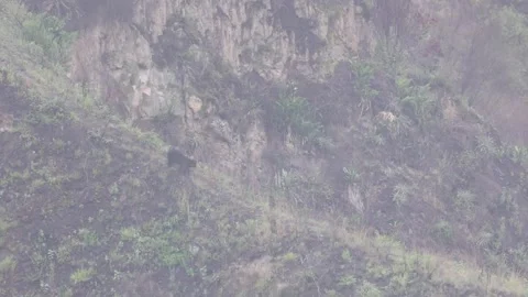 Spectacled Bear walking down the mountain slope with mist rolling in Stock Footage 296488269