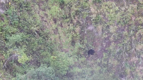 Spectacled Bear walking down steep mountain slope Stock Footage 296668818