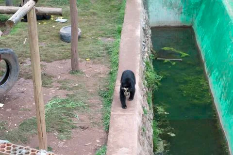 Spectacled Bear walking Stock Photos