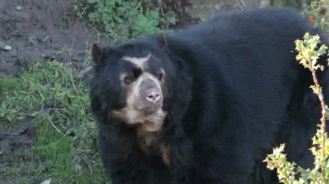 Spectacled bear in a zoo Stock Footage