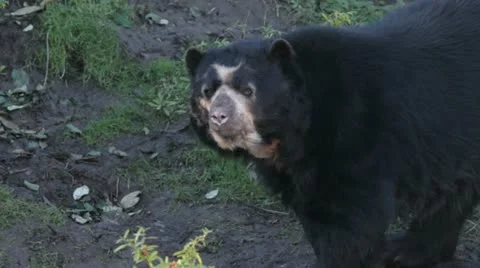 Spectacled bear in a zoo Stock Footage 20988693