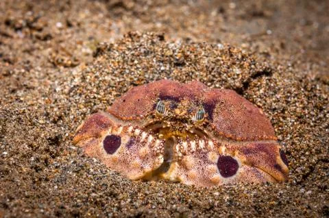 Spectacled box crab Stock Photos