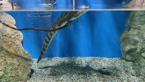 Spectacled caiman or Caiman crocodilus in a water tank in aquarium Stock Footage 287918153