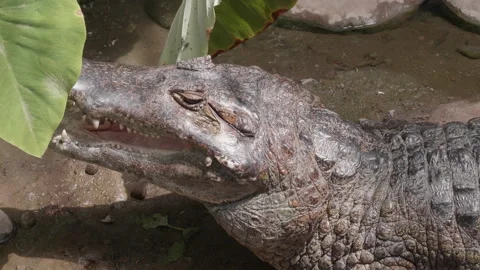 Spectacled Caiman Panting Stock Footage 132429179