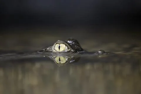 The spectacled caiman Stock Photos