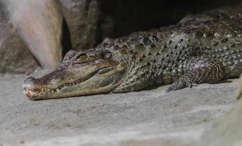 Spectacled caiman Stock Photos