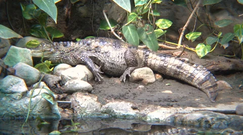 Spectacled caiman by the river Vidéo 66206429