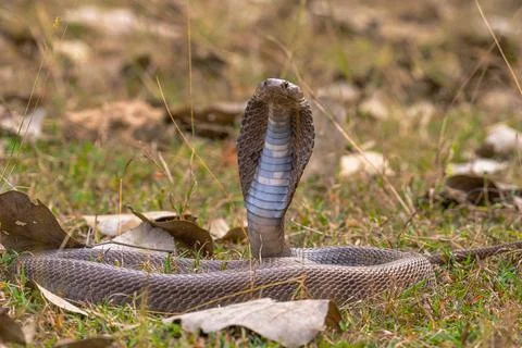 Spectacled cobra Stock-Fotos