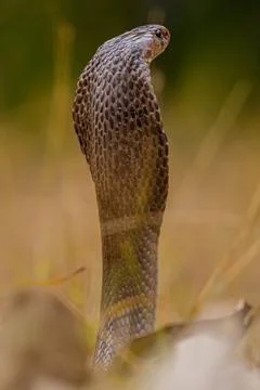 Spectacled cobra 库存照片