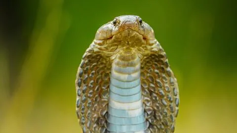 Spectacled cobra Stock-Fotos