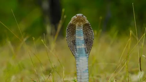 Spectacled cobra Stock-Fotos