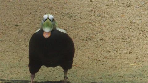 Spectacled eider resting on grass with head tucked in Stock Footage 310940715
