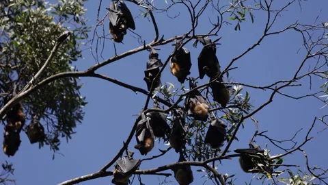 Spectacled Fruit Bats flap wings to cool off Stock Footage 320448053