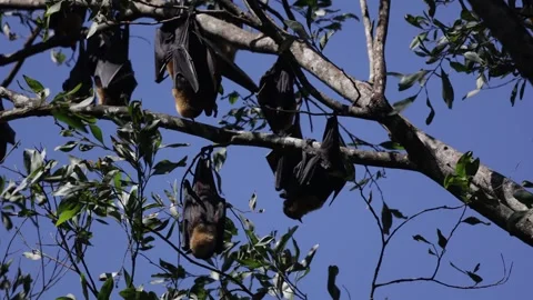 Spectacled Fruit Bats hang in tree flap wings to cool of Stock Footage 329090278