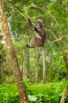 Spectacled Langur Monkey Foto stock