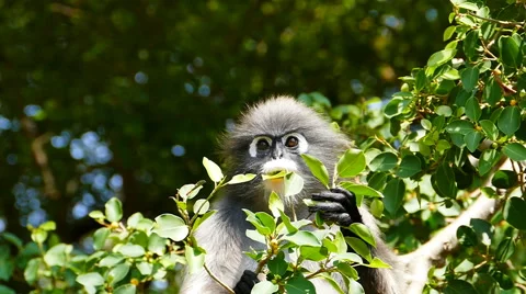 Spectacled langurs in nature. Stock-Footage 49660204